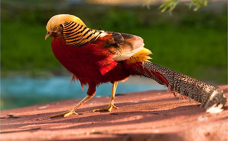 10 Animals Found In China WorldAtlas