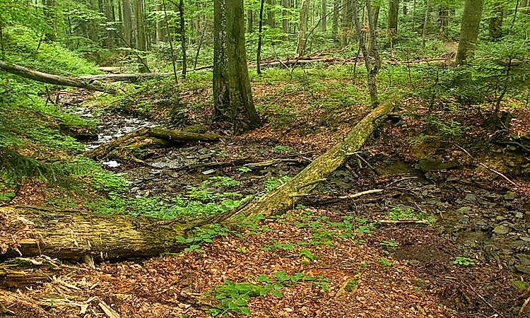 Primeval Beech Forests Of The Carpathians