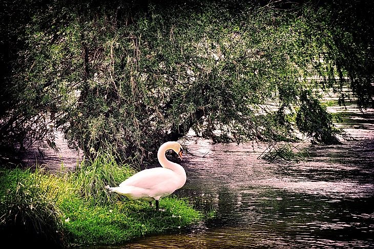 A swan stands upon the banks of the River Rhine in Germany.