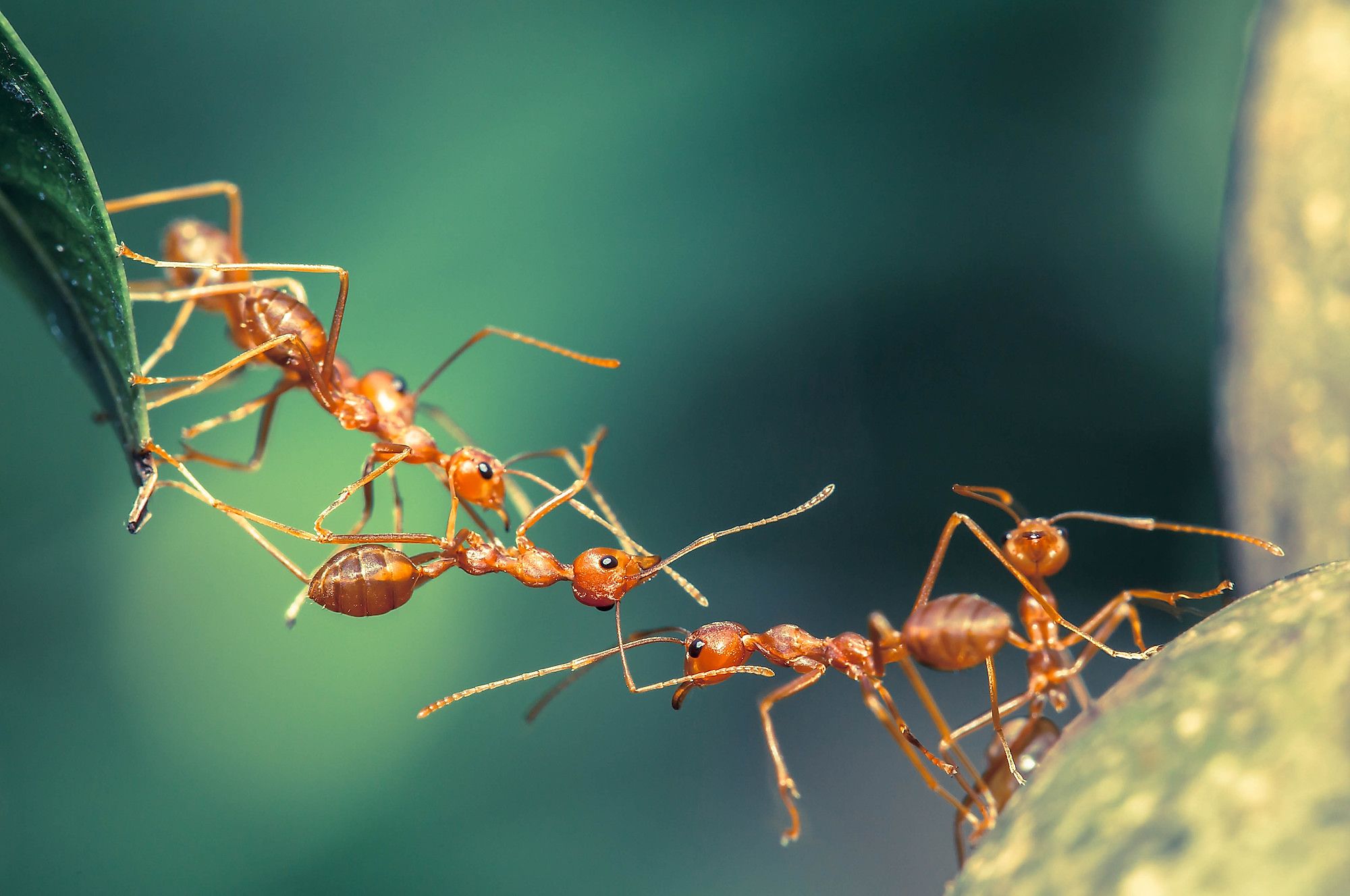 Ants forming a bridge. Image credit: Chik_77/Shutterstock.com