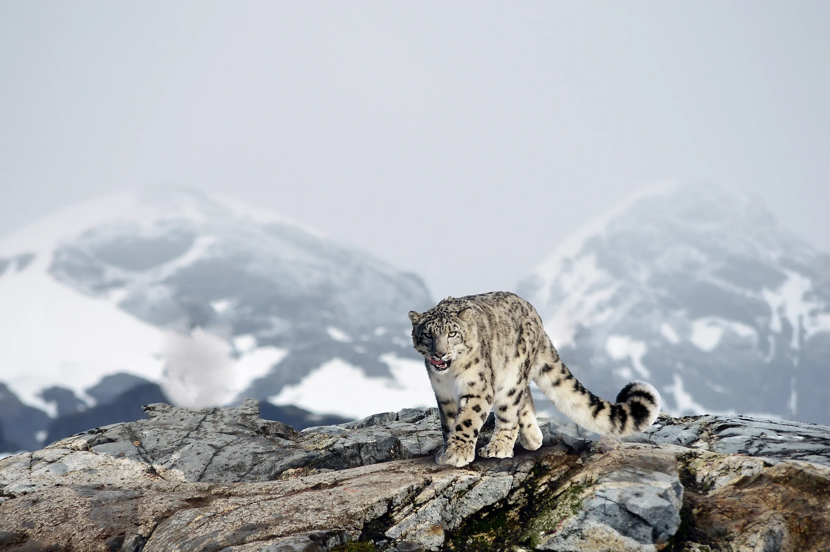 The majestic snow leopard in the mountains.