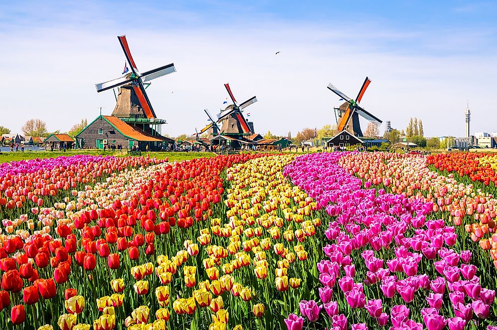 Tulips in Holland.