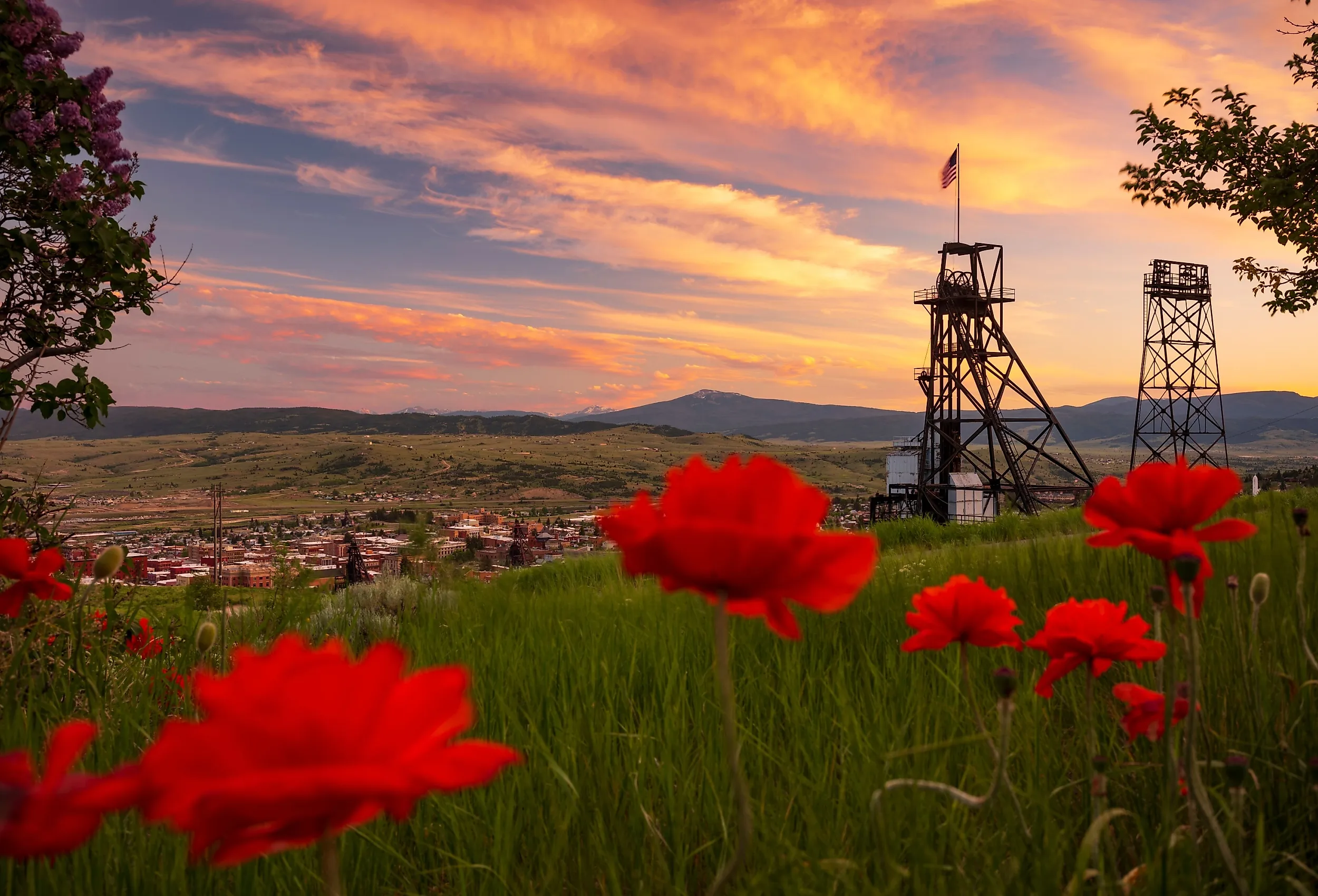 View of the town of Butte, Montana, through red flowers with mountain range in the distance.
