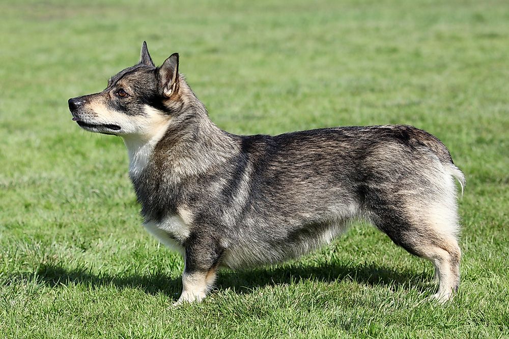 A Swedish vallhund.