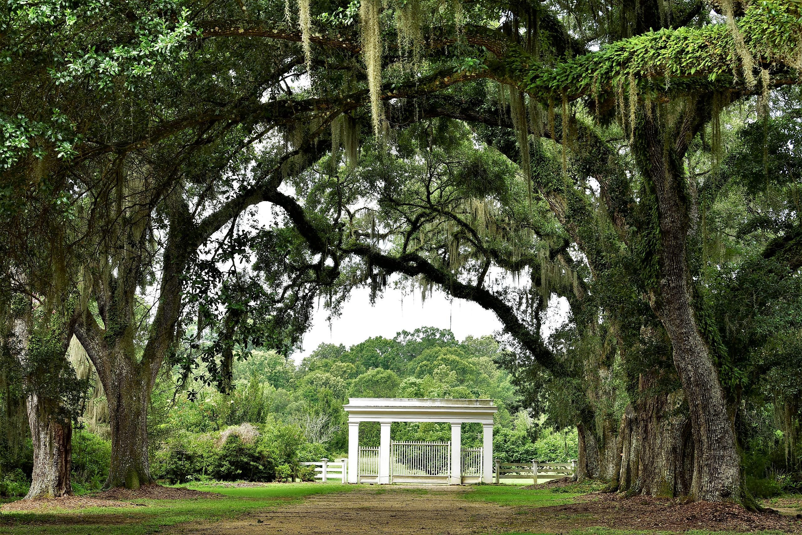 Overhanging canopy of Live Oak branches at the entrance to Rosedown Plantation, a State Historic Site in St. Francisville, Louisiana.