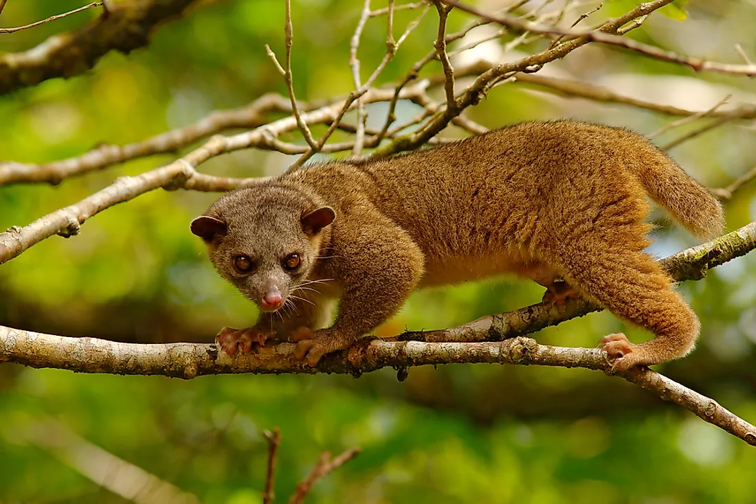 What Animals Live In The Amazon Rainforest? - WorldAtlas