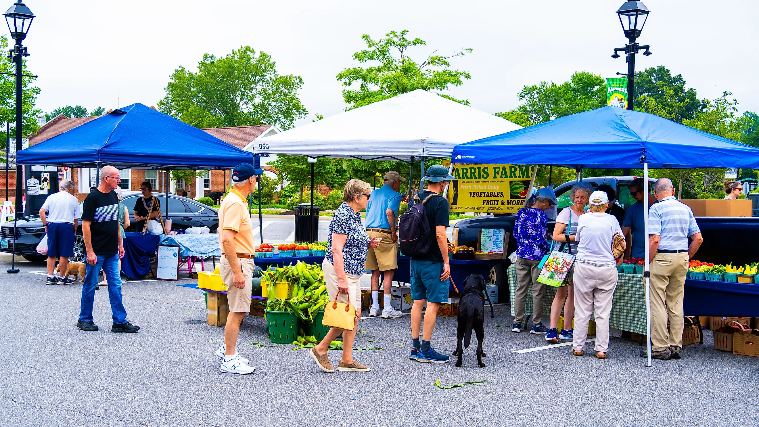 Easton Farmer's Market on a Saturday morning on Harrison Street in Easton, Maryland.