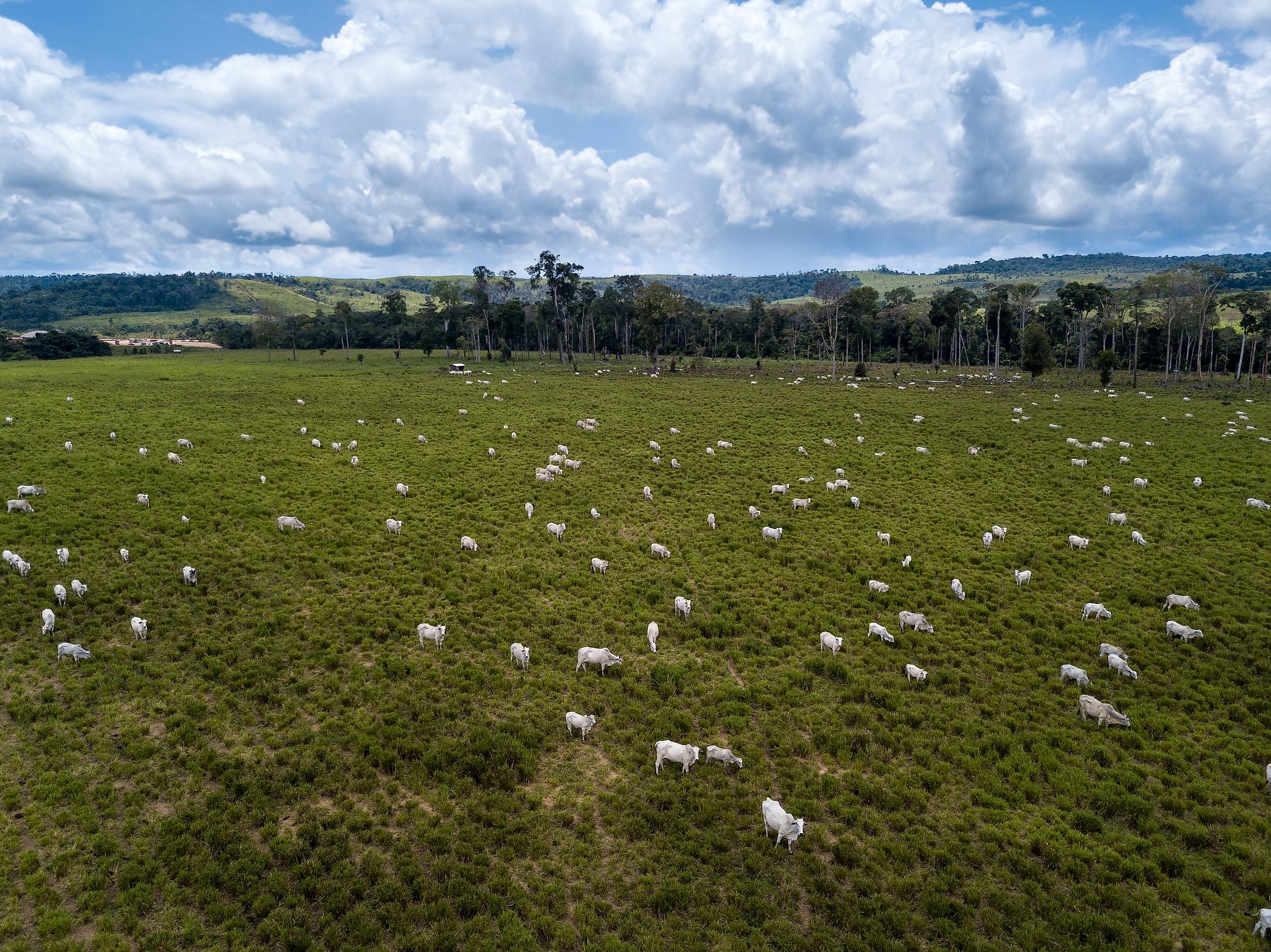 Many rainforests have been burnt down to make way for animal agriculture.
