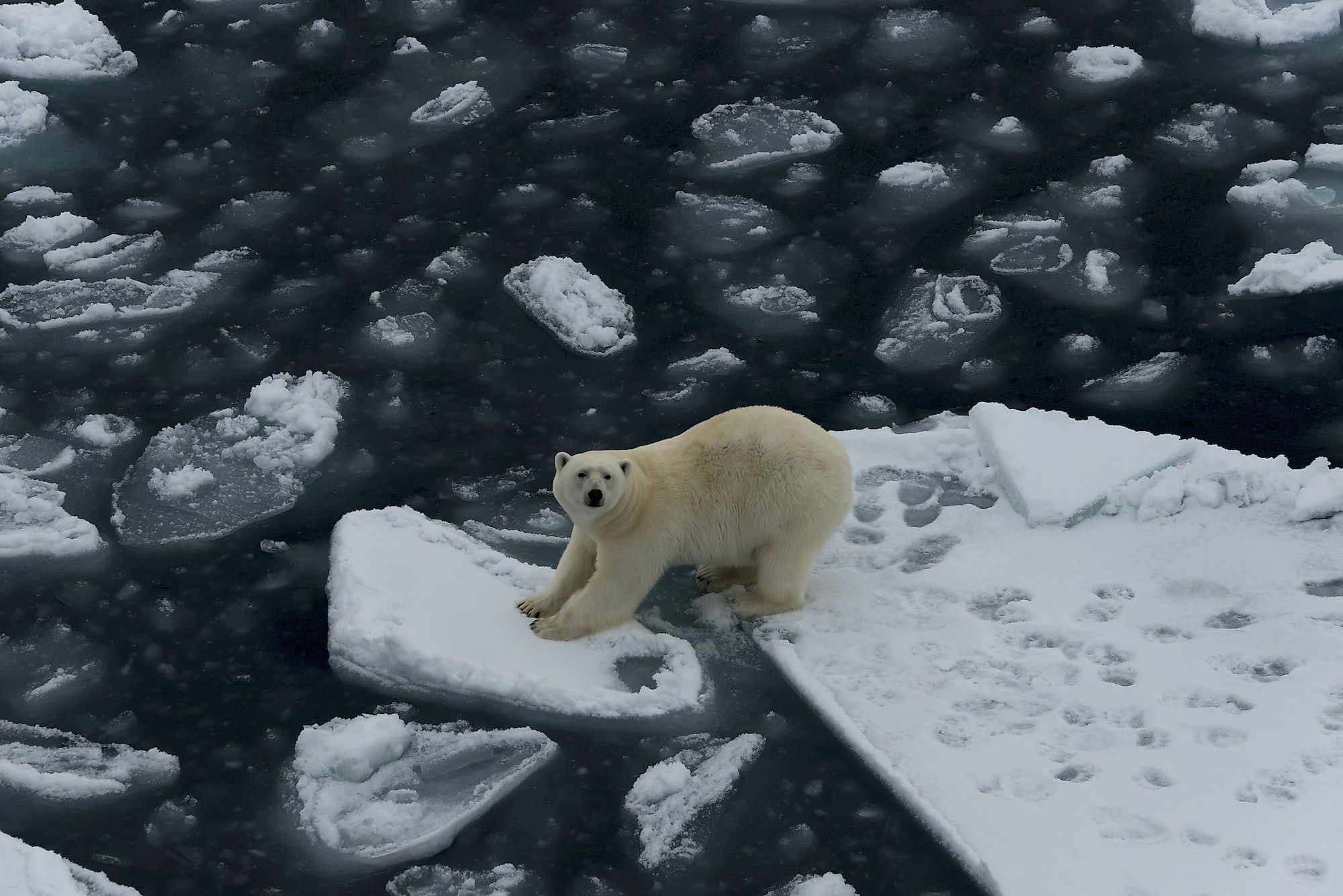 Where do polar bears live worldatlas