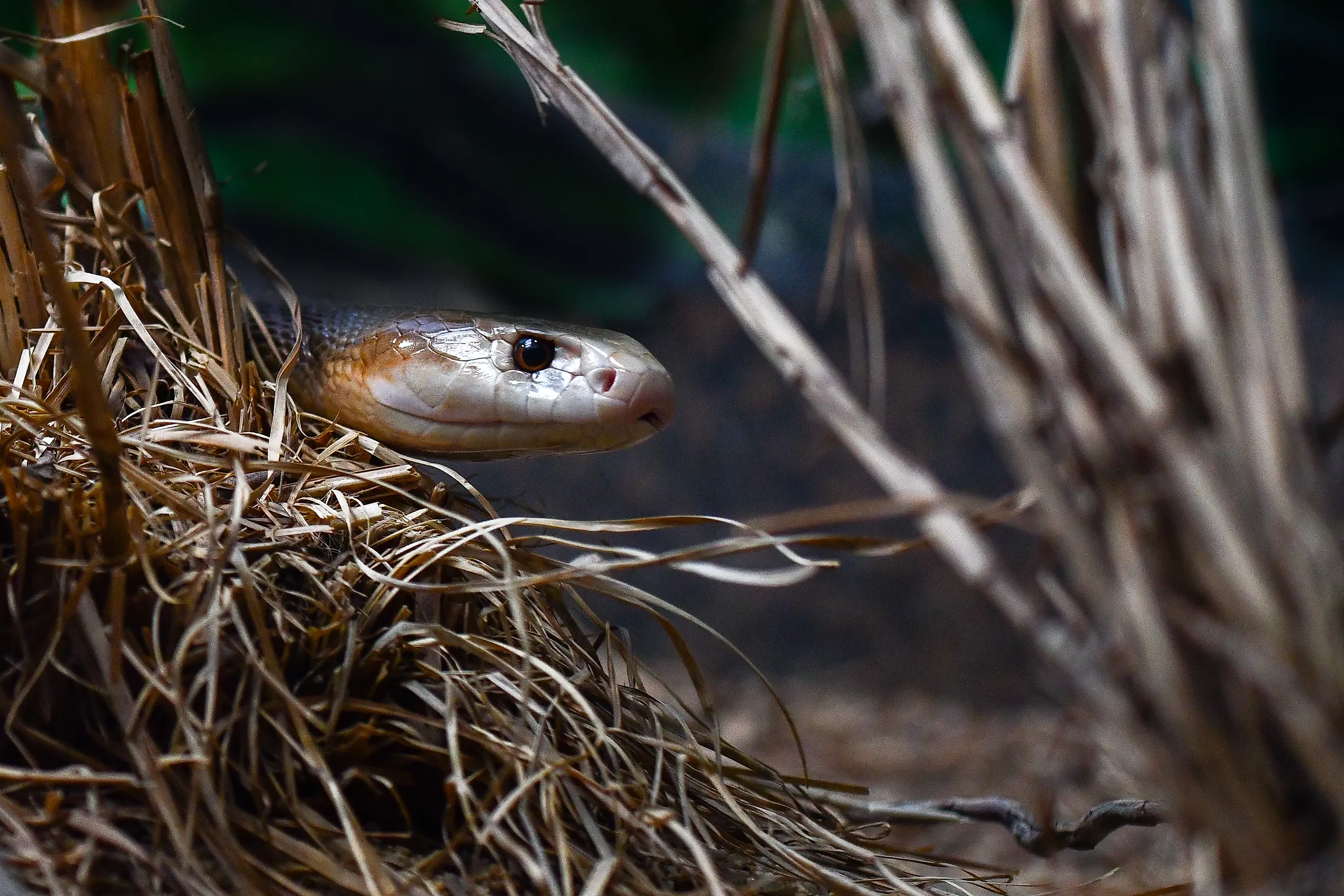 Coastal taipan crawling through the grass. Via Shutterstock / Robert Styppa.