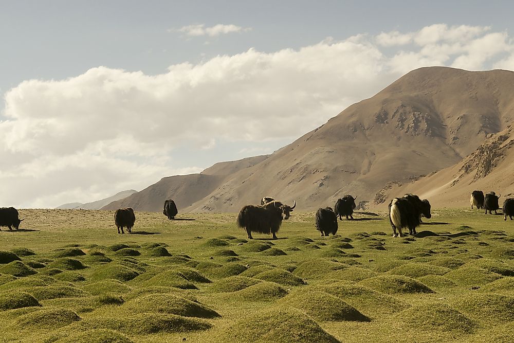 Yaks are seen here in the Tibetan Plateau.