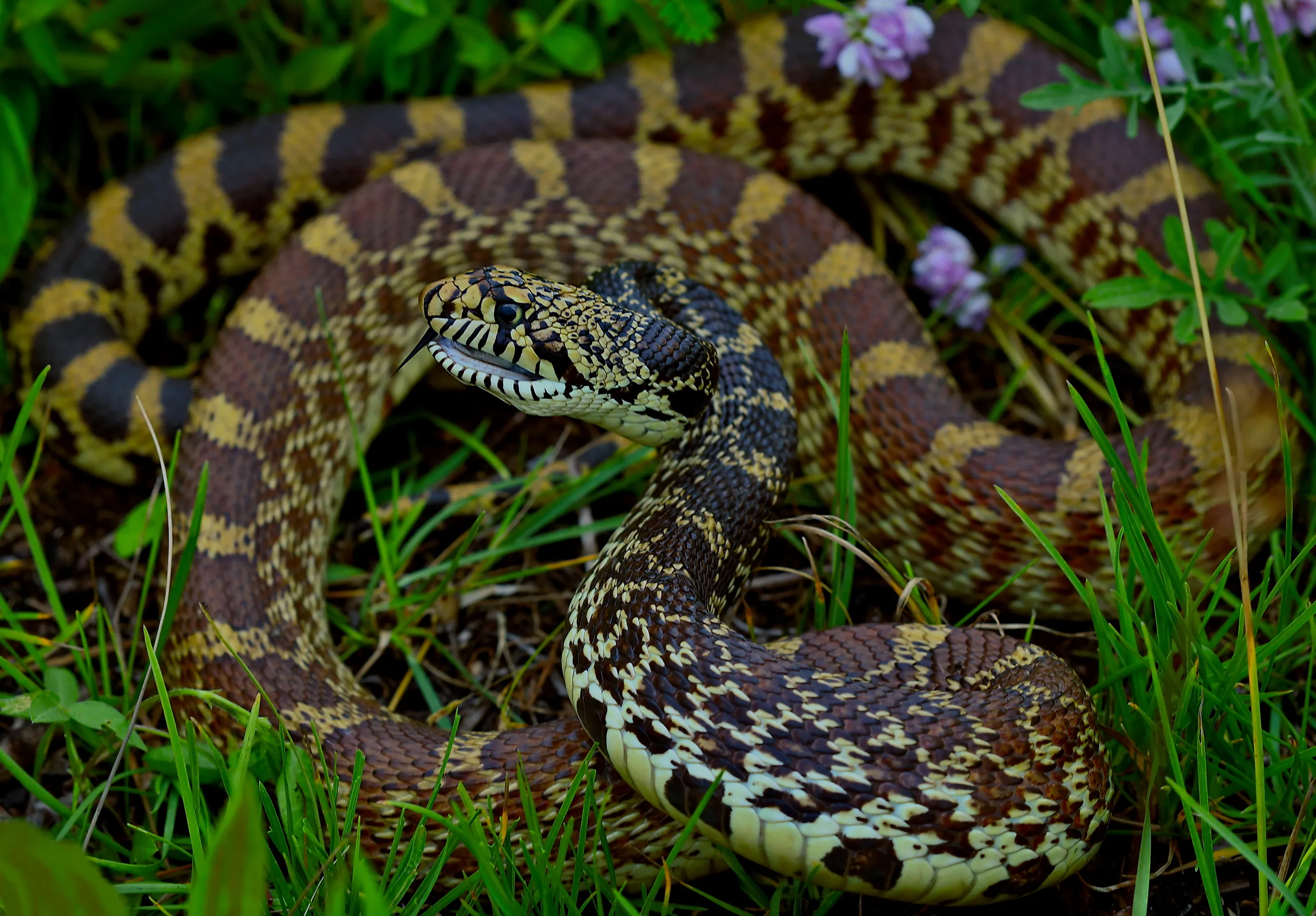 Bullsnakes live at the water's edge in several North Dakota locations. By Peter Paplanus - Bullsnake (Pituophis catenifer sayi), CC BY 2.0, Wikimedia Commons