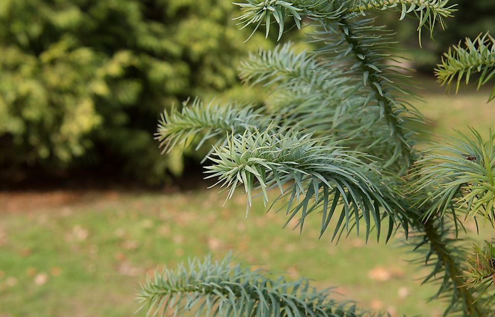 The China fir is a needled evergreen tree native to forested areas of central China and Tibet.