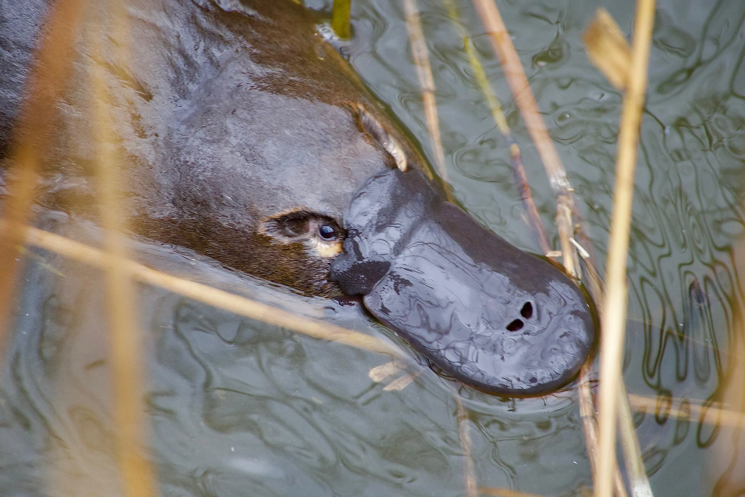The platypus, which is often referred to as the duck-billed platypus, is an egg-laying mammal, considered by many to be one of the strangest animals living today