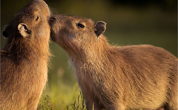 10 Animals Found In Paraguay WorldAtlas