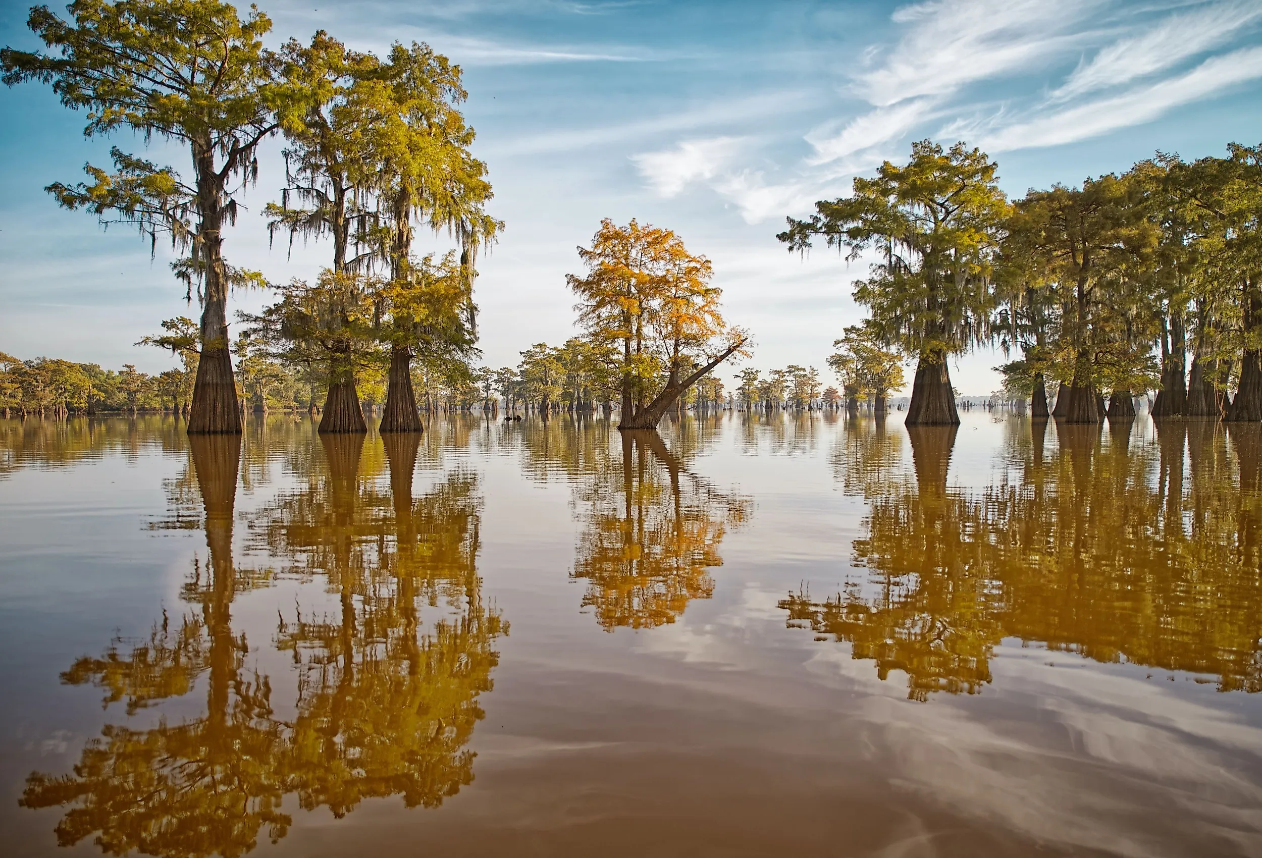 The swamps of Texas and Louisiana, Caddo Lake.