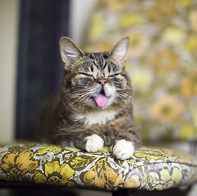 @iamlilbub Instagram