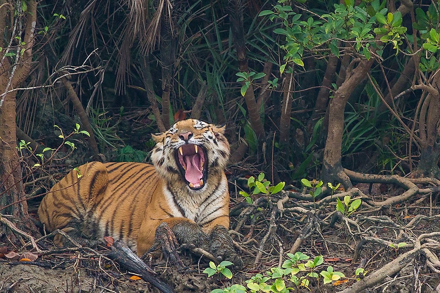 bengal-tiger-yawning-in-sundarban bengal-tiger-yawning-in-sundarban