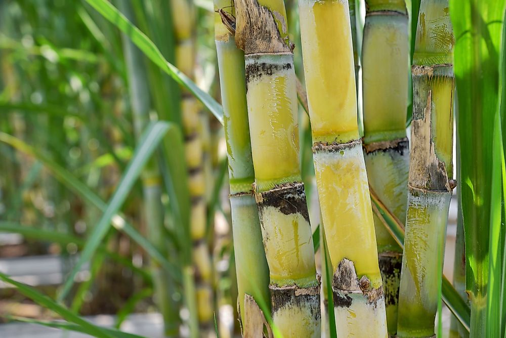 Sugarcane is an important crop in Guyana.