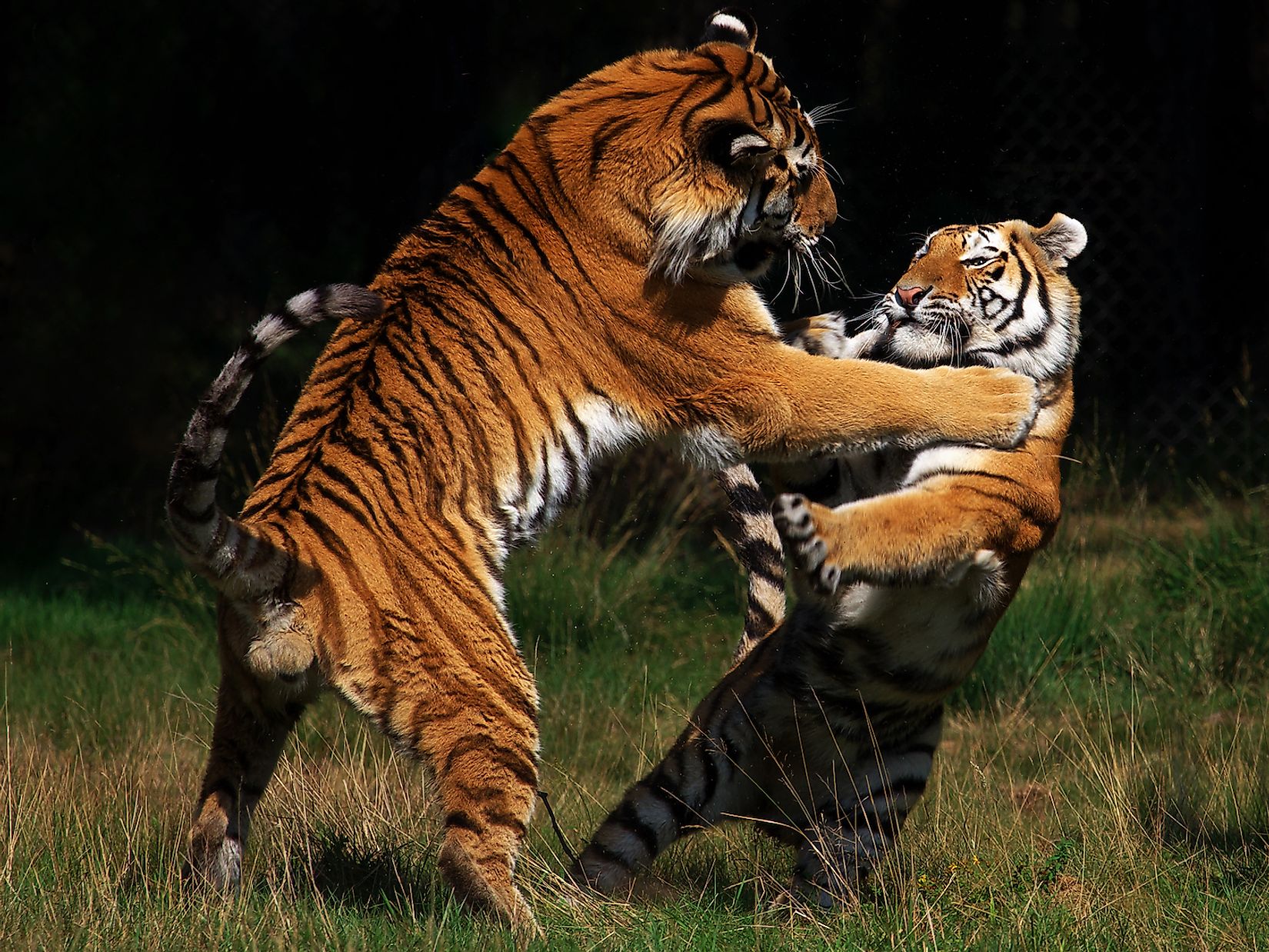 Two tigers fighting each other. Image credit: Nick Biemans/Shutterstock.com
