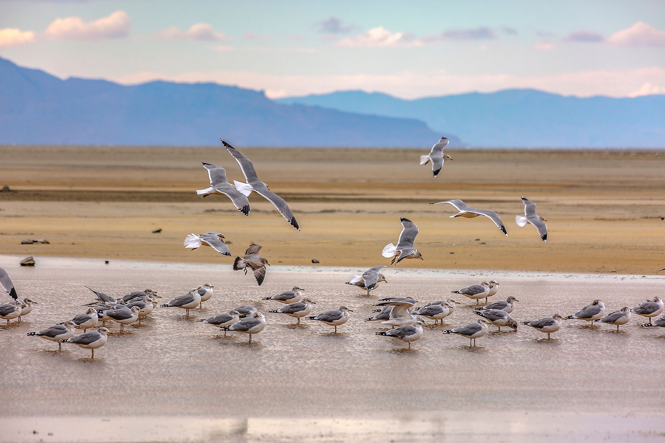 The Great Salt Lake in Utah with a flock of birds.