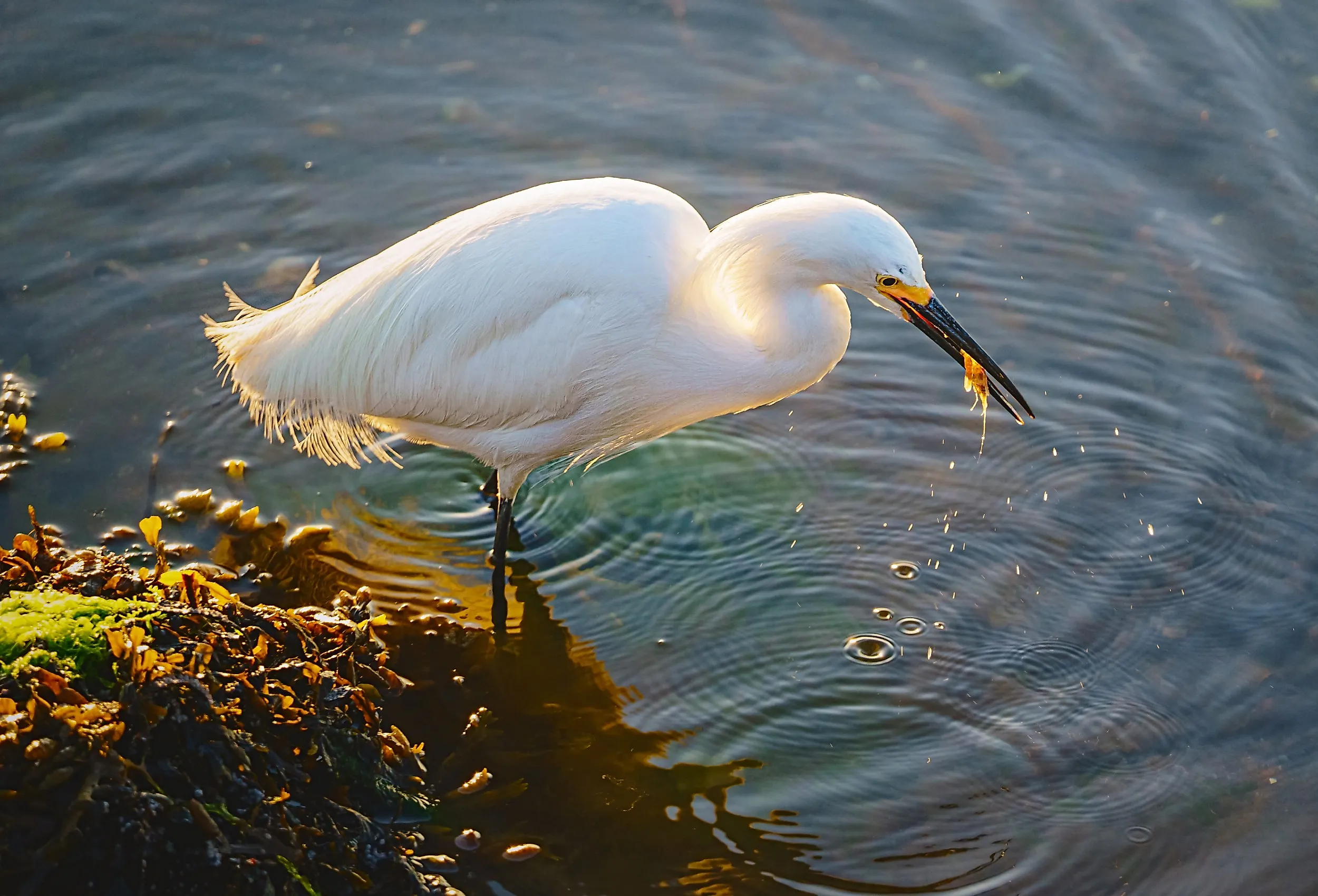 Heron looking for breakfast near Milford, Connecticut.