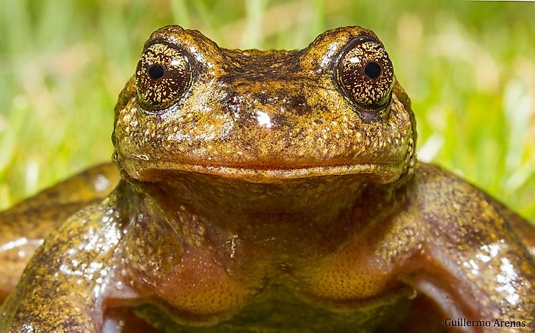 The Critically Endangered Pehuenche Spiny-Chest Frog.