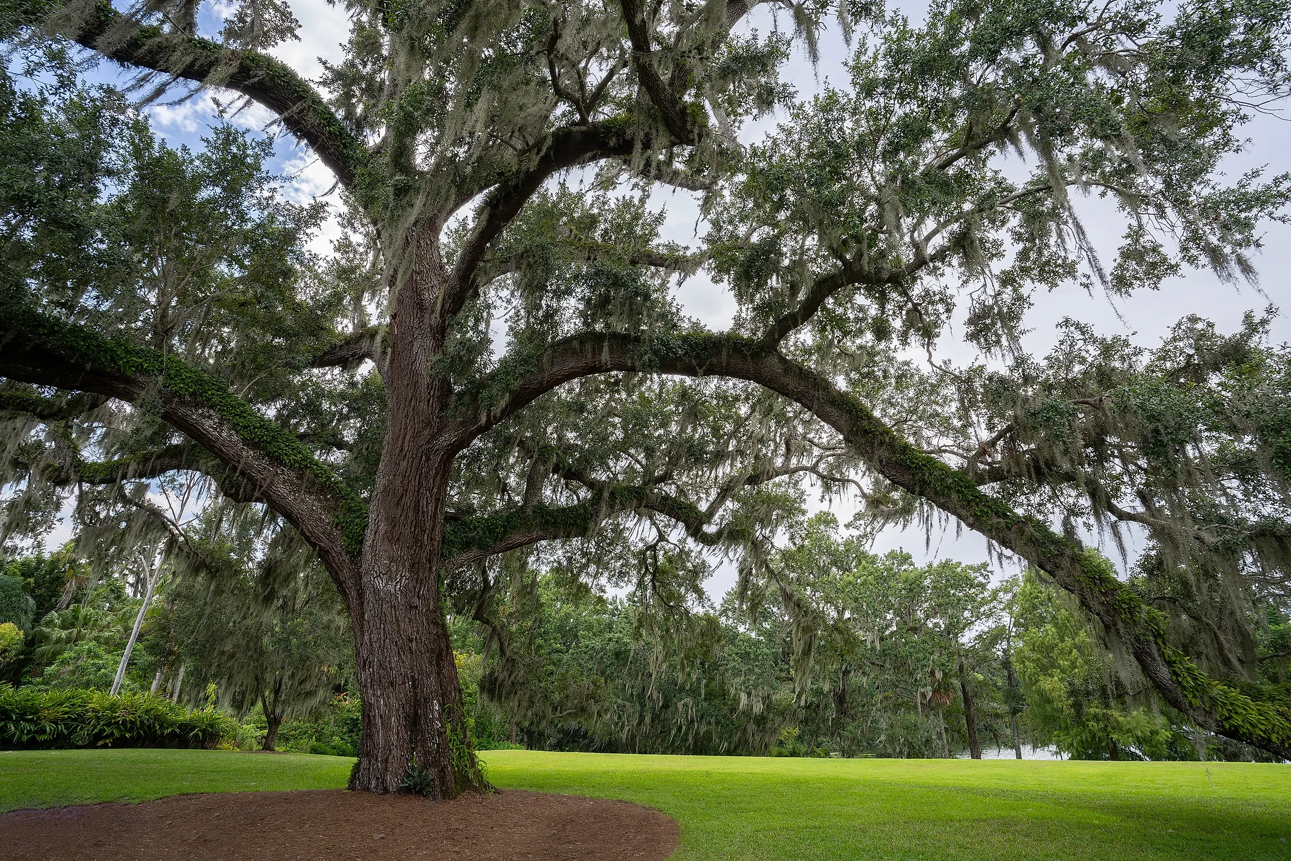 Live Oak (quercus virginiana) located in Virginia through Florida. Credit: Moshe Einhorn/ Shutterstock.com