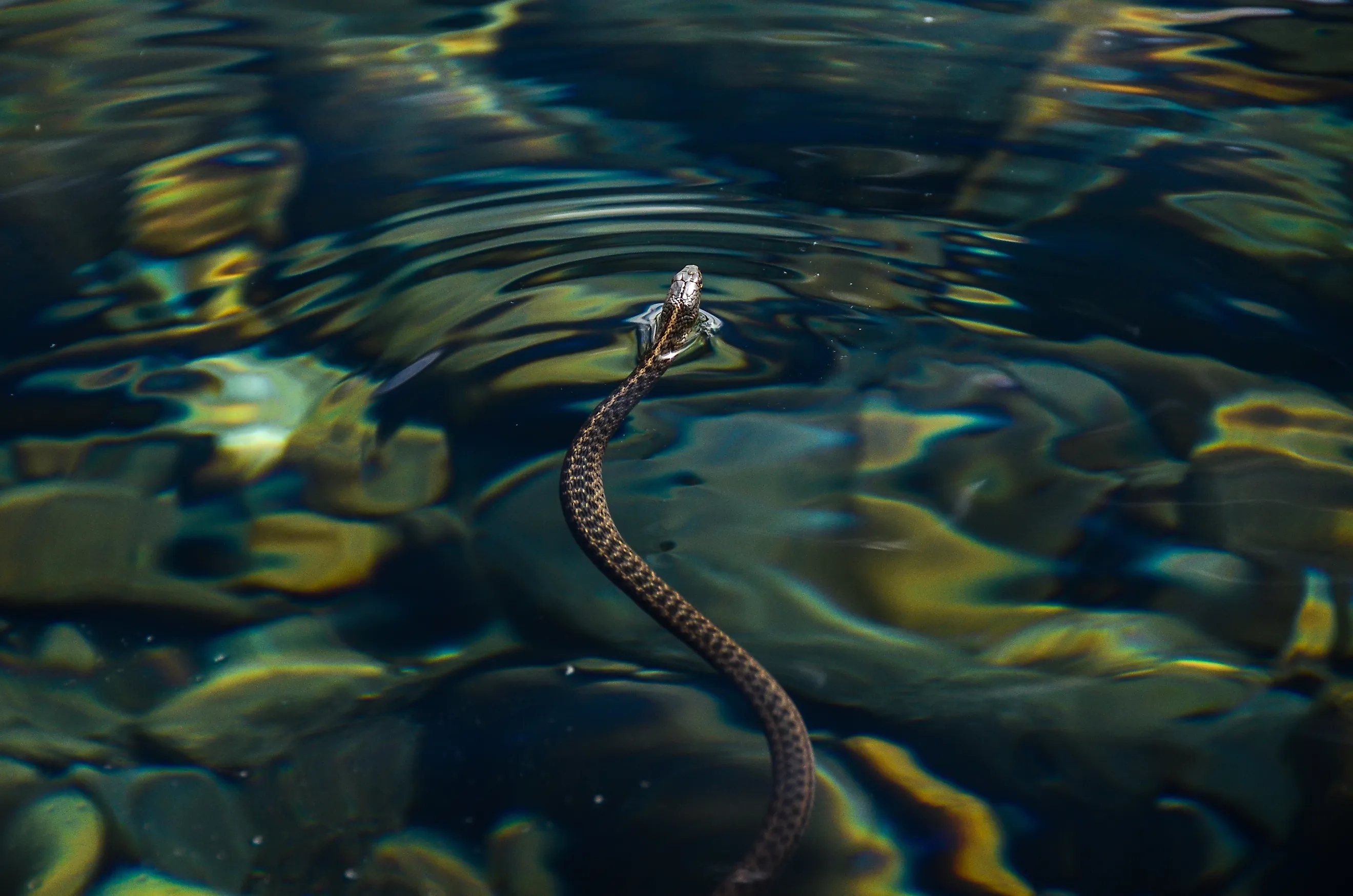 Pacific coast garter snake in water.