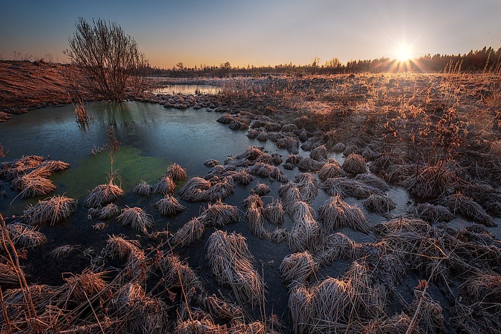 Hummocks in a swamp.