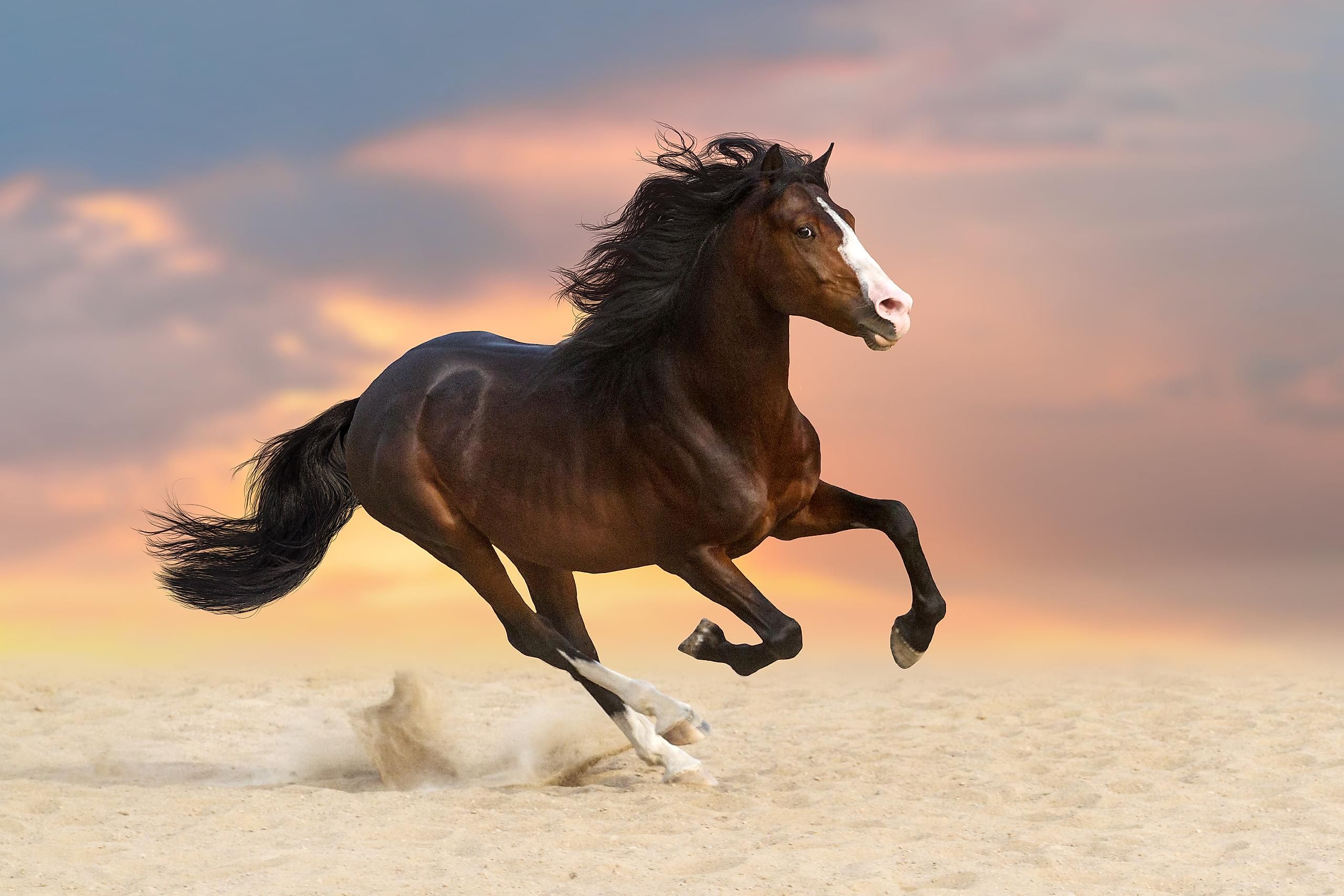 The ability to move is important for the survival of every living thing.