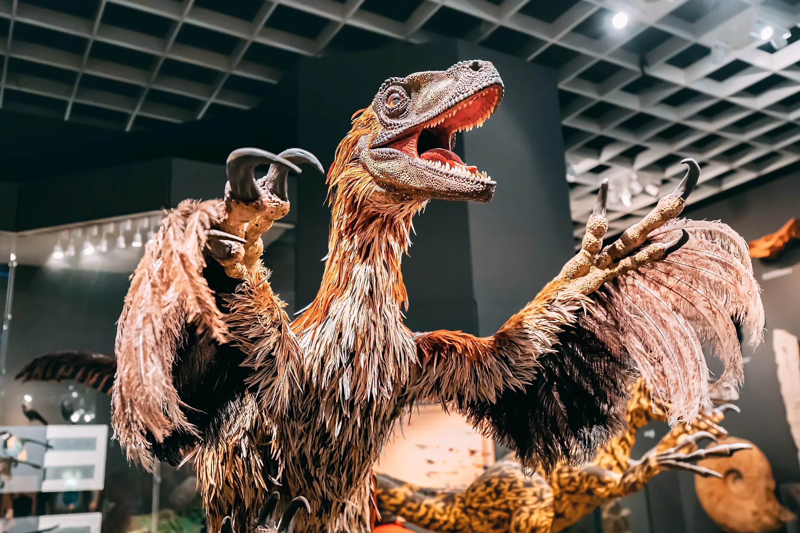 Feathered dinosaur model, likely a velociraptor or deinonychus, on display at the Munster Natural History Museum in Germany. Image Credit: frantic00 / Shutterstock