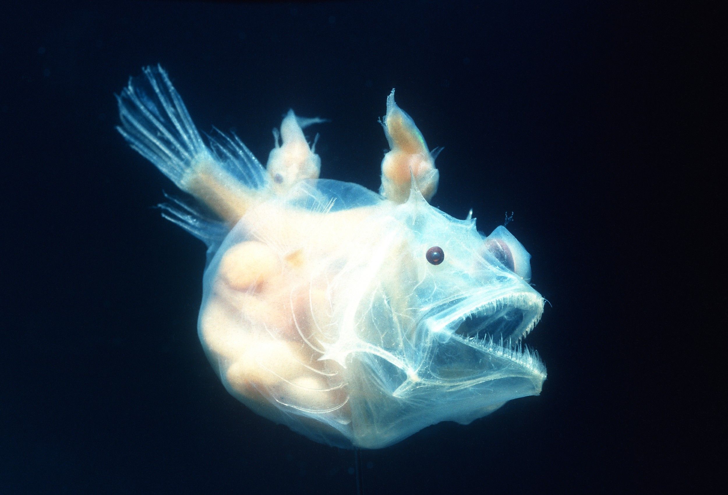 Angler fish, female with males attached, pisces linophrynidae.