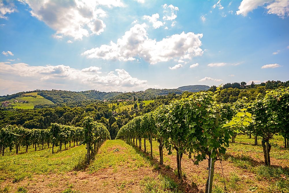 Vineyards in Austria. Food and drink is an important part of Austria's economy.