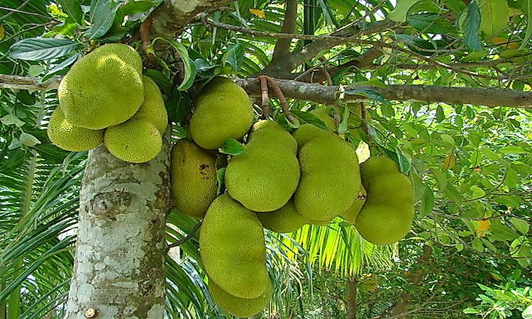 Bunches of jackfruits hanging from a jackfruit tree.