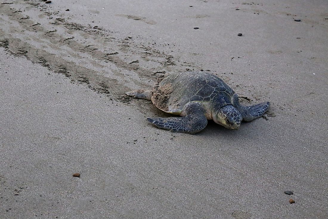 A newborn Olive Ridley Sea Turtle. Many of these babies will not survive to adulthood, with this species of turtle classified as "vulnerable."