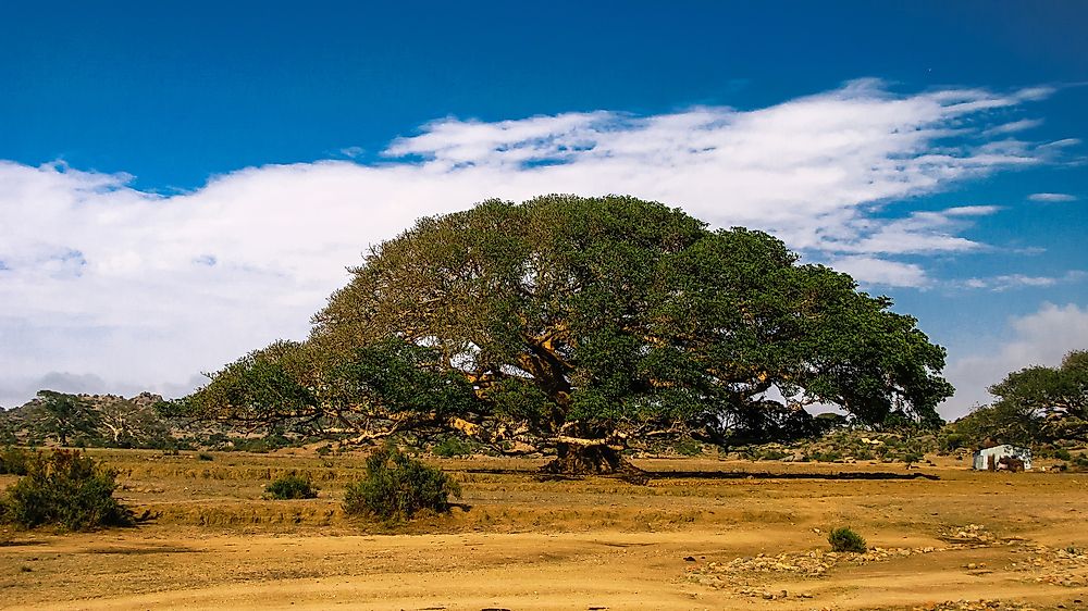Eritrea has a diverse climate, and as a result, diverse natural resources.
