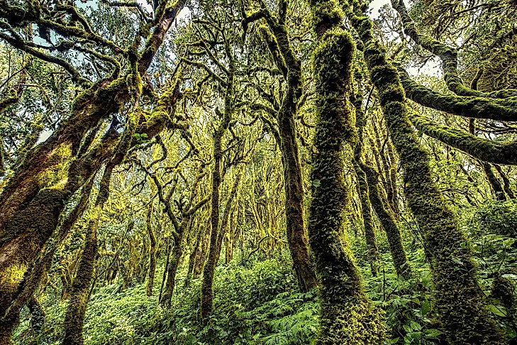 Evergreen forests of Garajonay National Park.