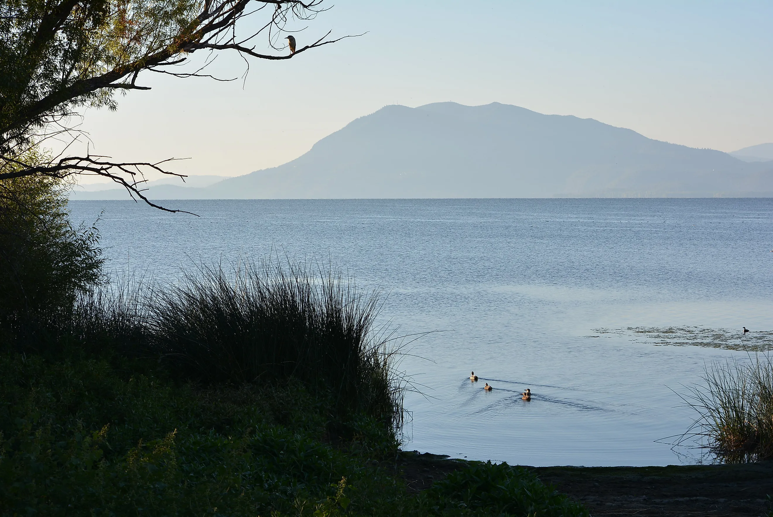 Clear Lake in Clearlake, California. By Federico Pizano, CC BY 3.0, Wikimedia Commons.
