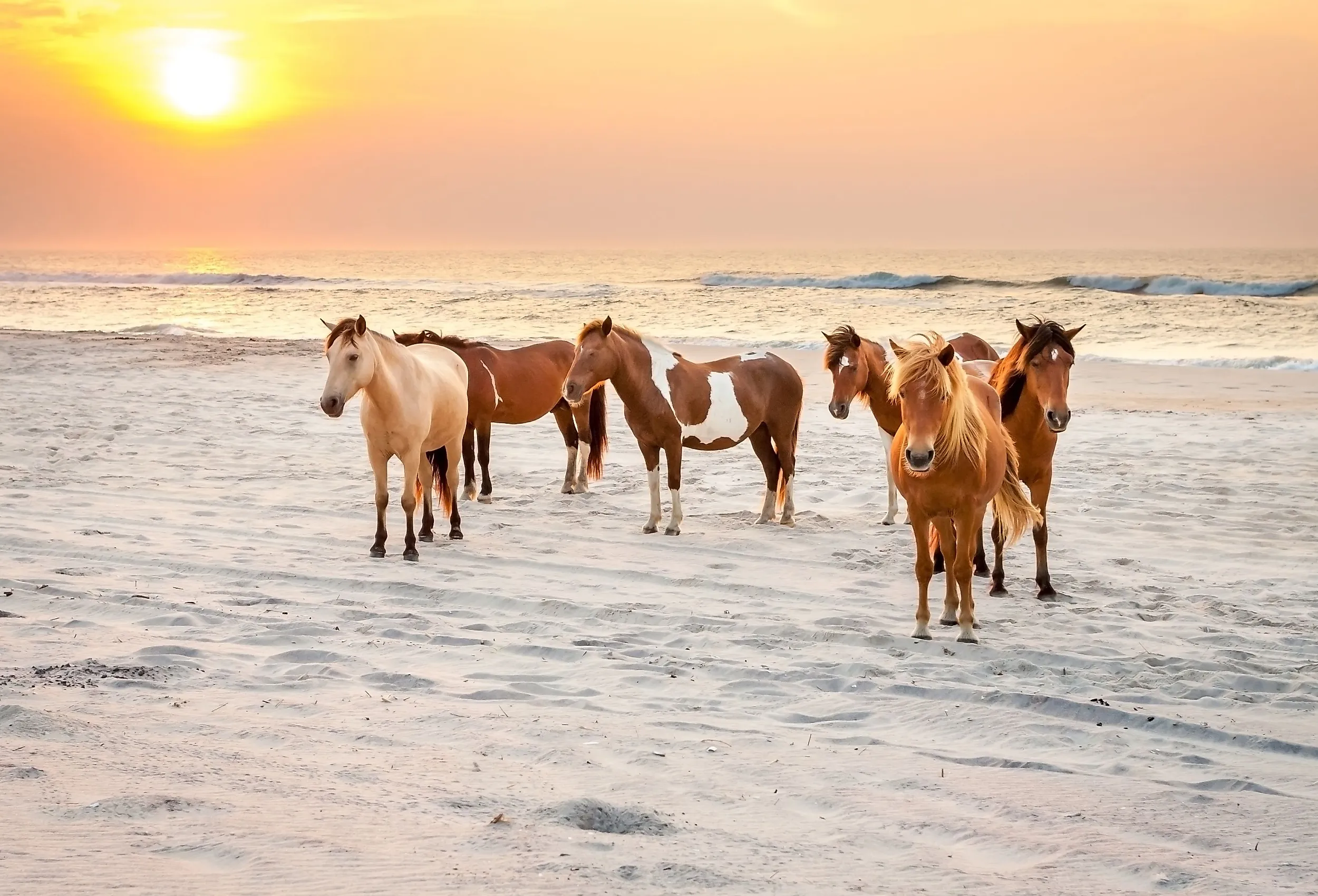 Wild ponies (Equus caballus) on the beach at sunrise at Assateague Island National Park, Maryland