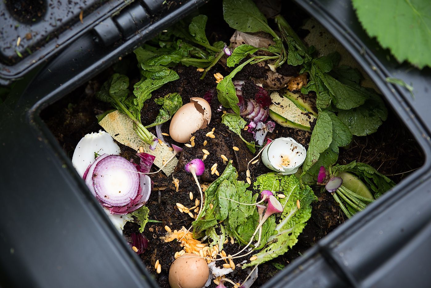 Compost Bin with Food Scraps and Grass Cuttings. Image credit: Anna Hoychuk/Shutterstock.com