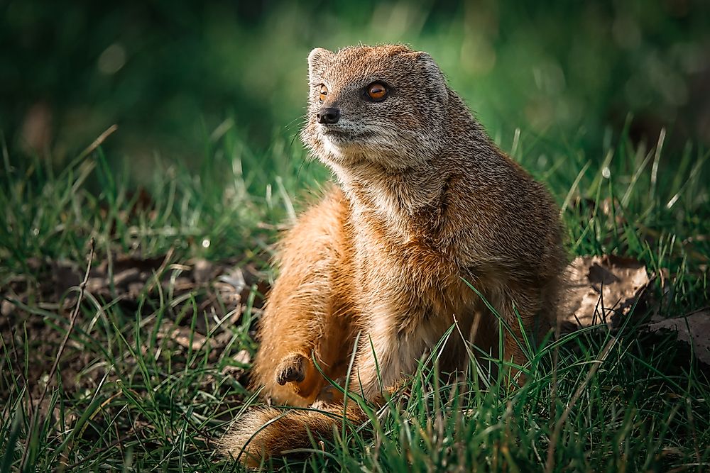6 Species of Mongoose Found In India WorldAtlas