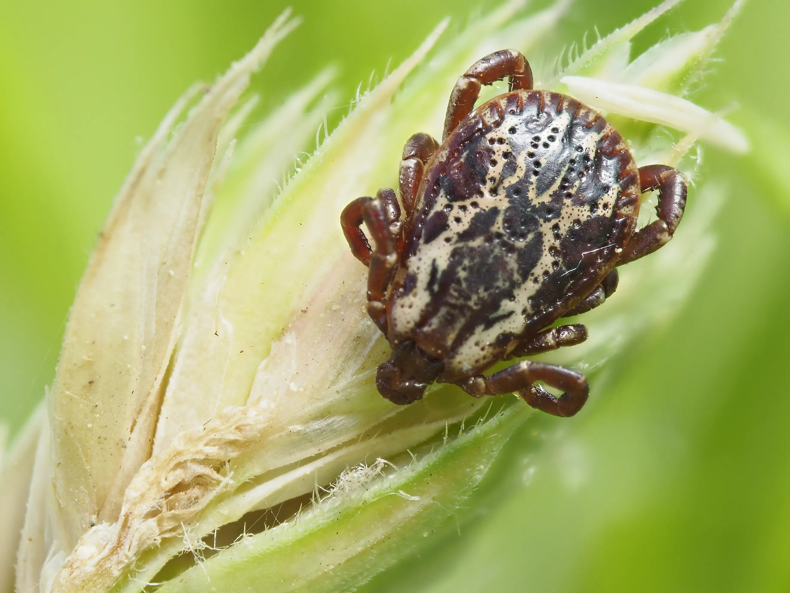 Dog tick. 