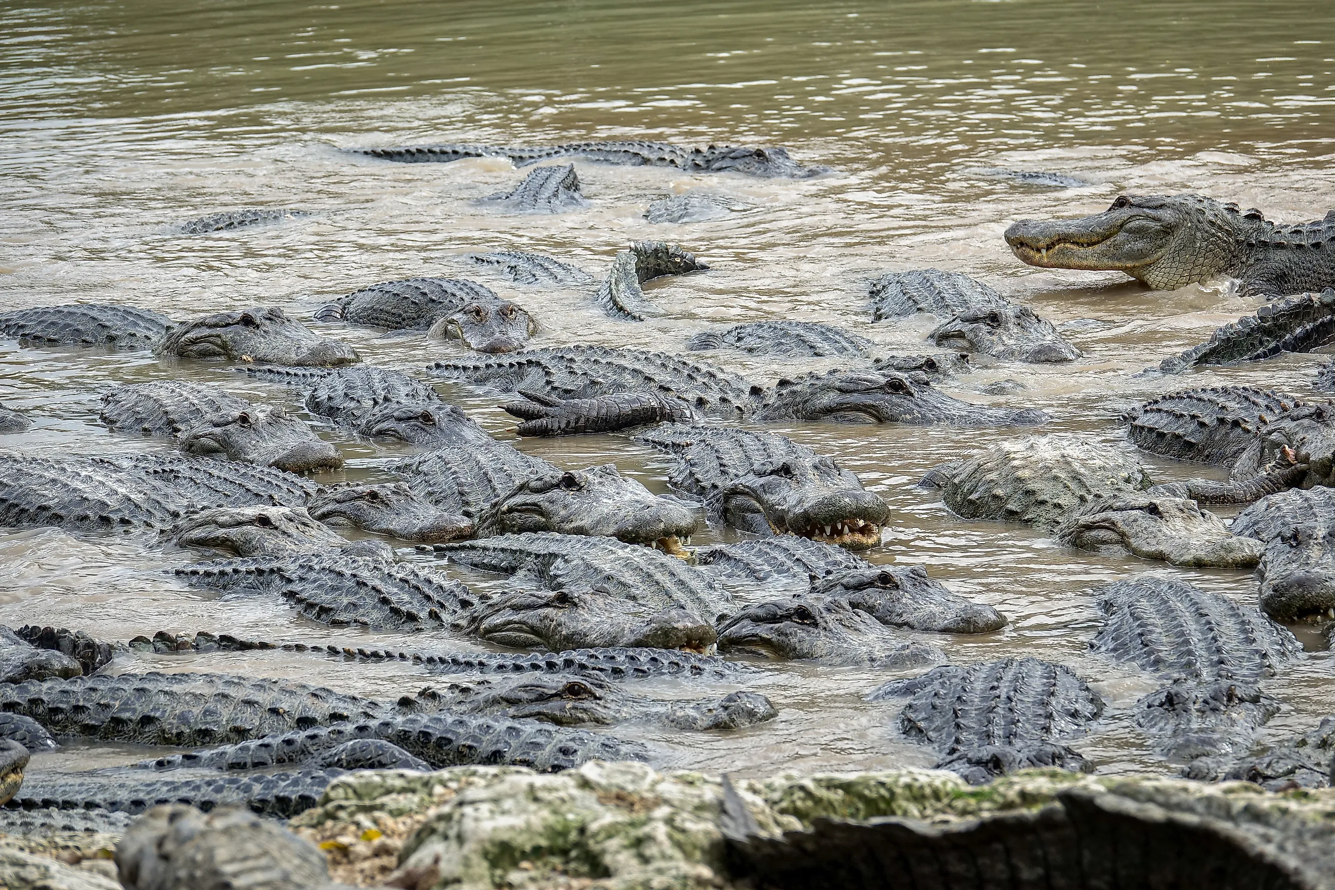 American alligators in a South Florida swamp, Everglades National Park. United States