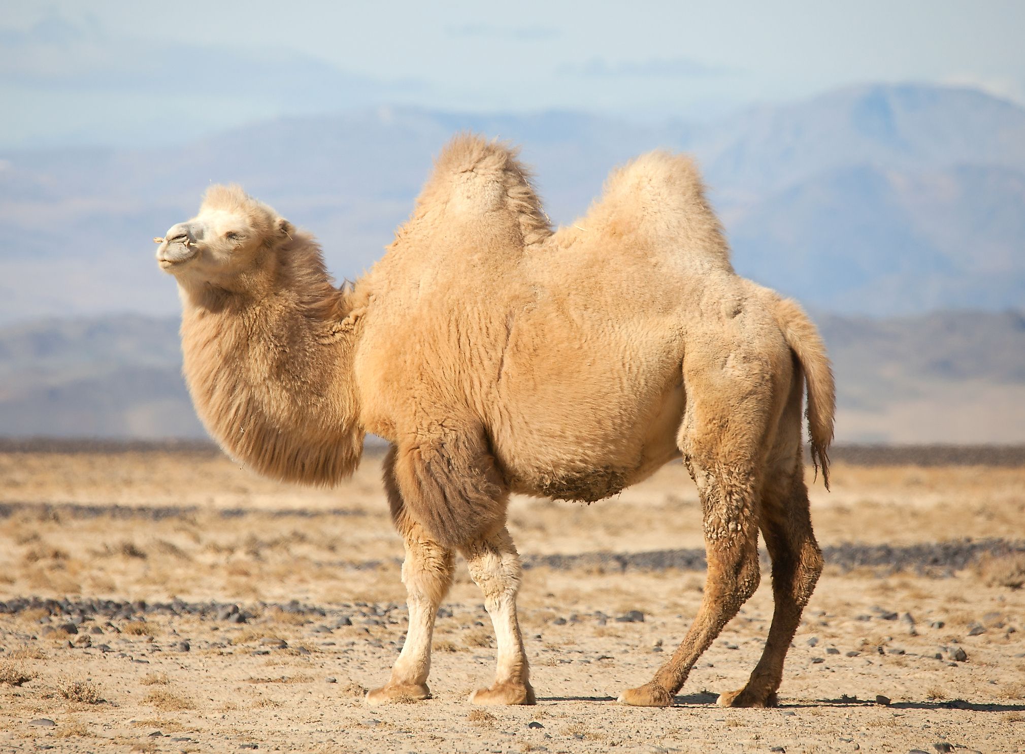 Bactrian camels are one of the endangered mammals that can be found in Mongolia.