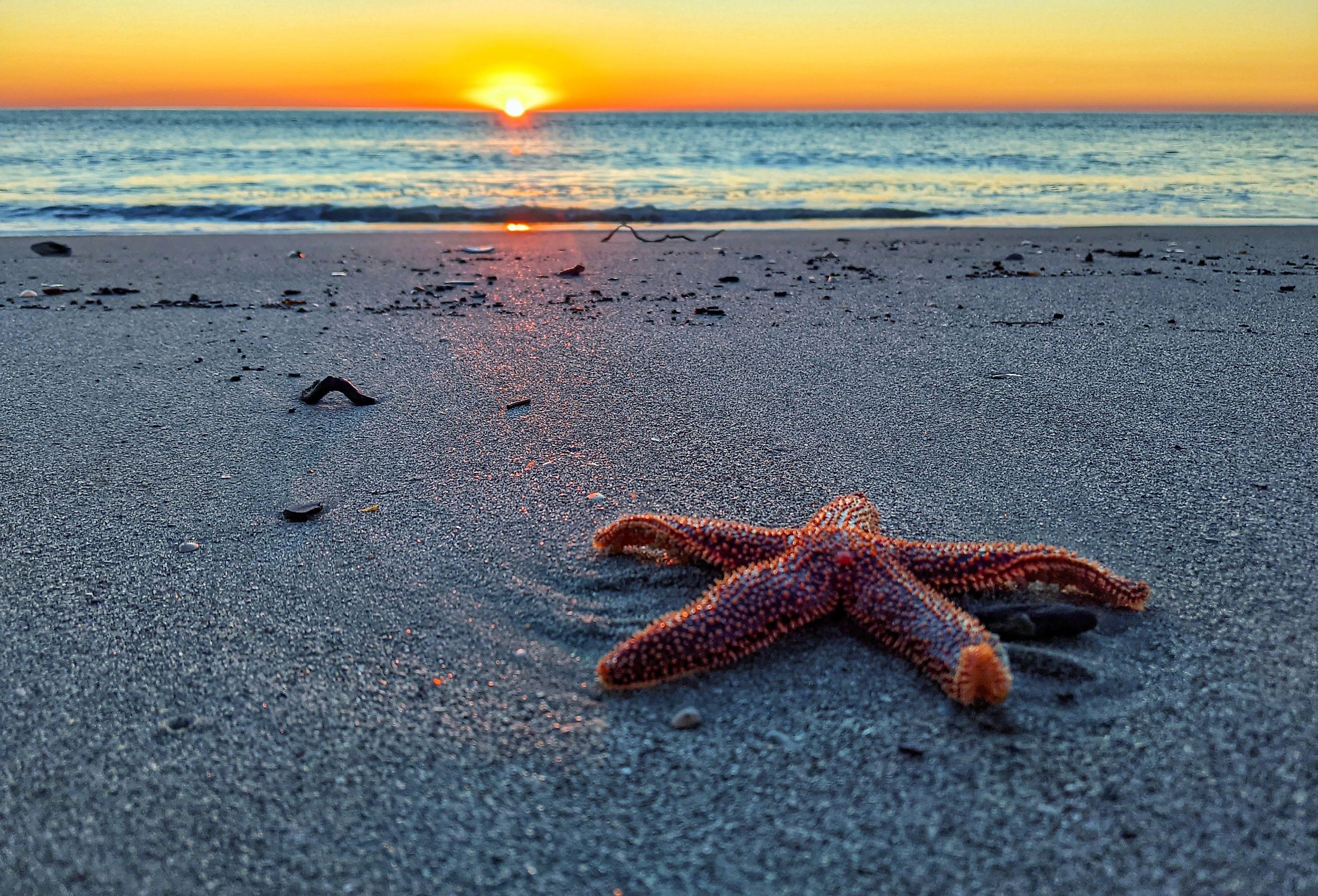 A closeup shot of a start fish on the shore of Pawleys Island, South Carolina.