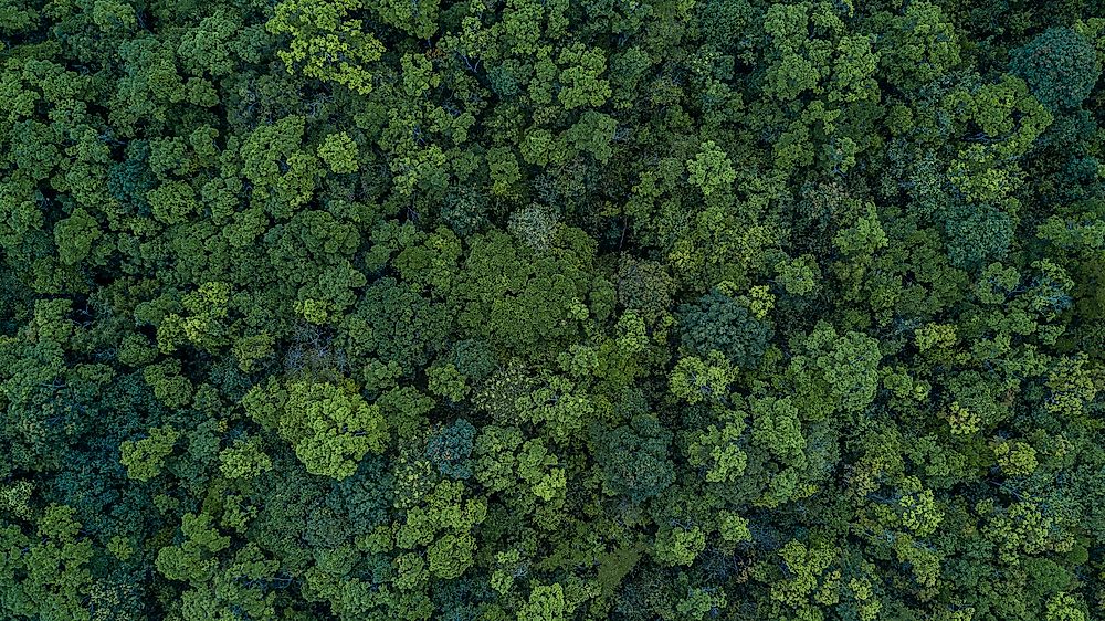 A forest in Thailand. Asia is the world's fourth most forested continent.