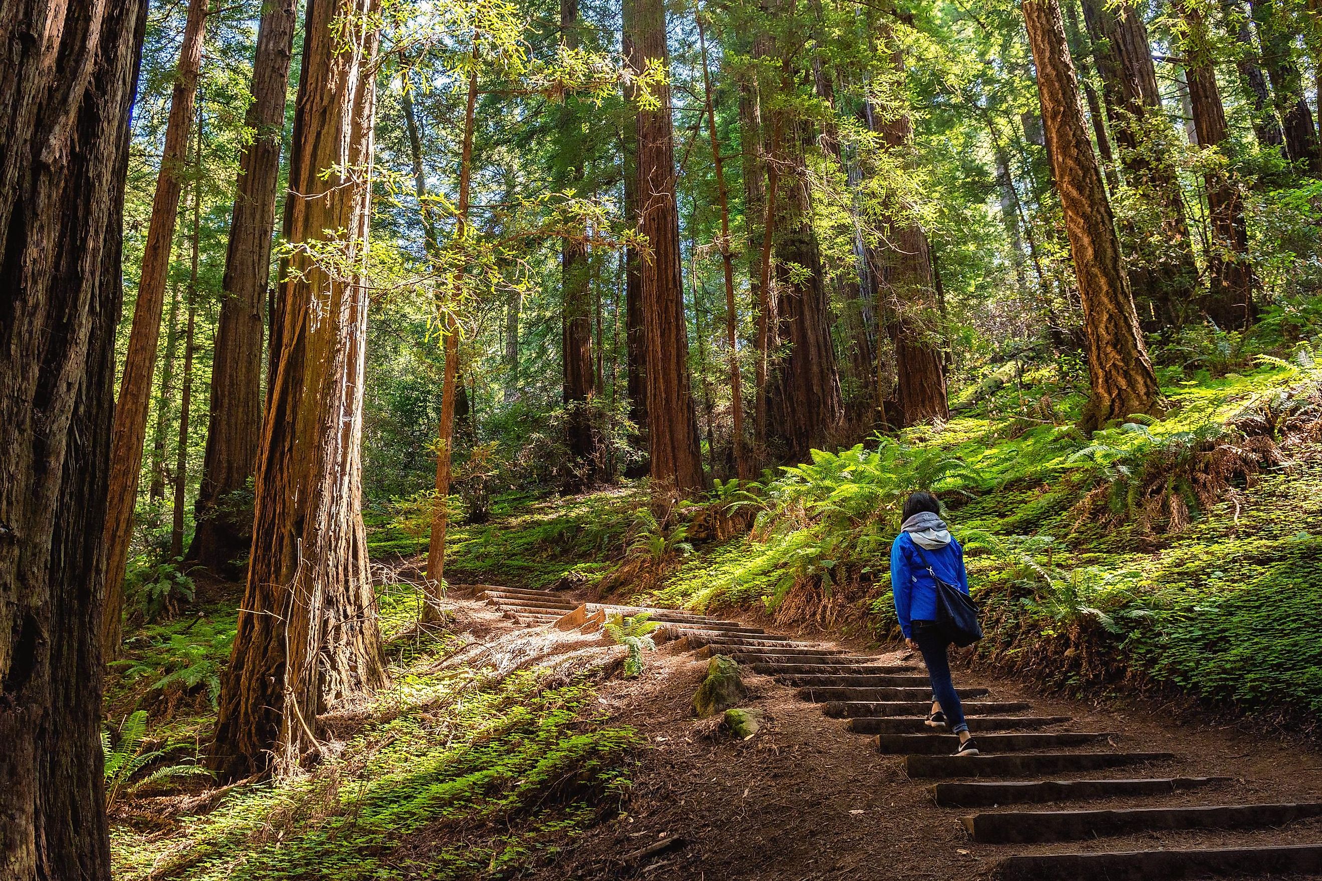 Trail through the beautiful Muir Woods National Monument.