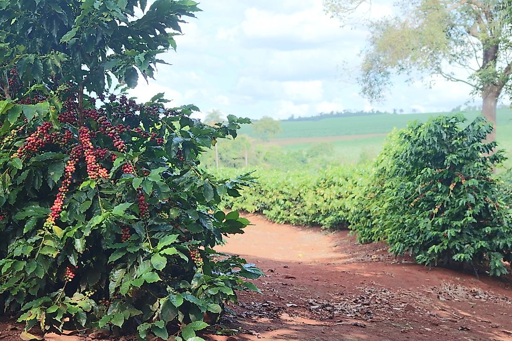 A coffee farm in Haiti.