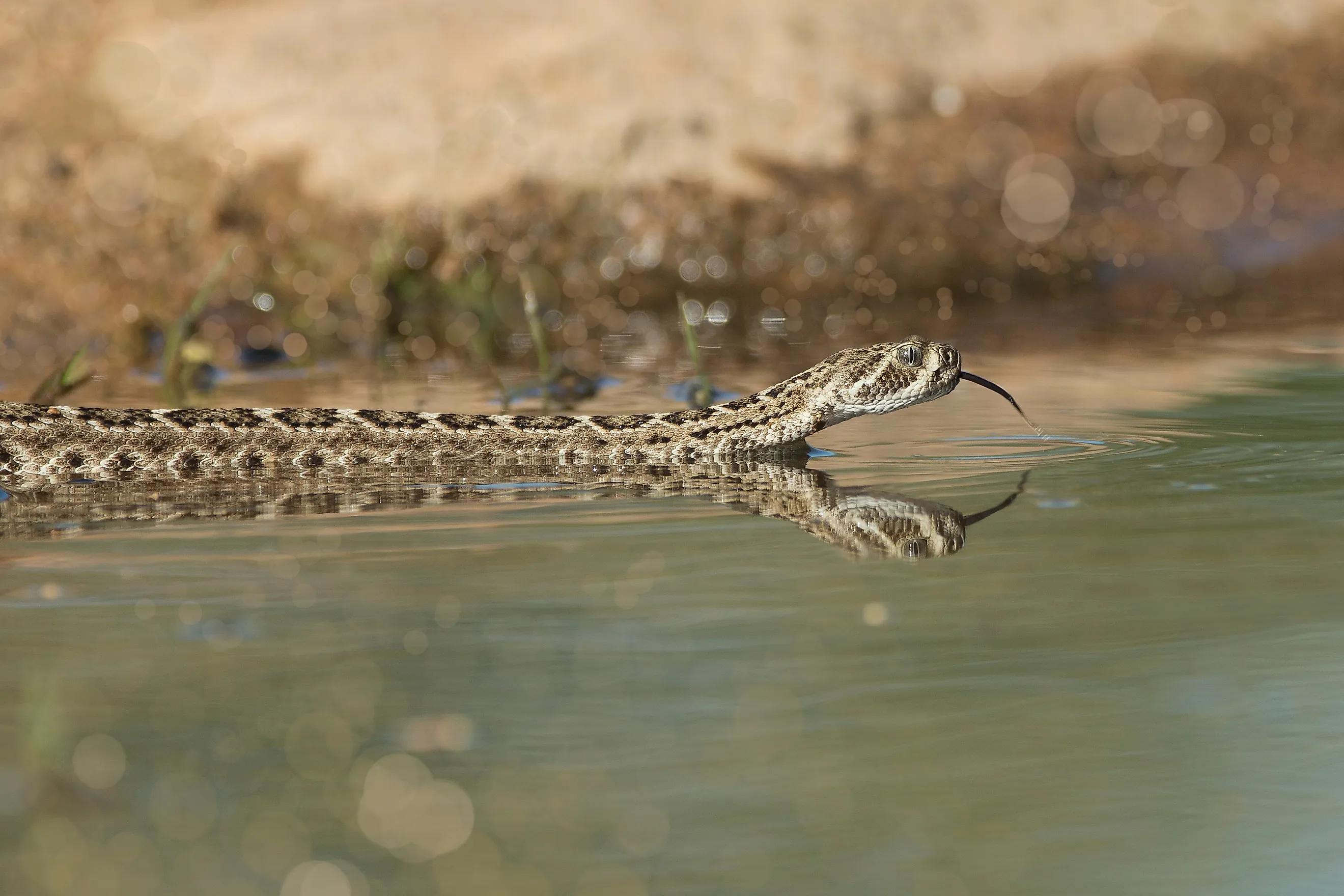 Western diamondback rattlesnake on the surface of water.
